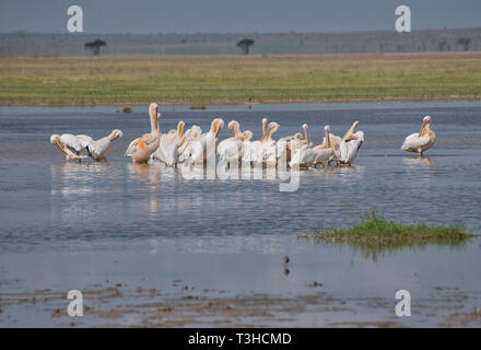 Un petit troupeau de grands pélicans blancs (Pelecanus onocrotalus) dans le Parc national Amboseli, Kenya Banque D'Images