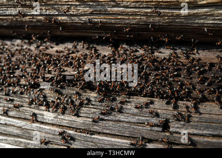 Nid de fourmis dans le bois - les fourmis de feu rampant sur la vieille maison en bois Banque D'Images