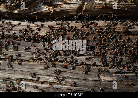 Nid de fourmis dans le bois - les fourmis de feu rampant sur la vieille maison en bois Banque D'Images