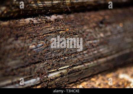 Nid de fourmis dans le bois - les fourmis de feu rampant sur la vieille maison en bois Banque D'Images