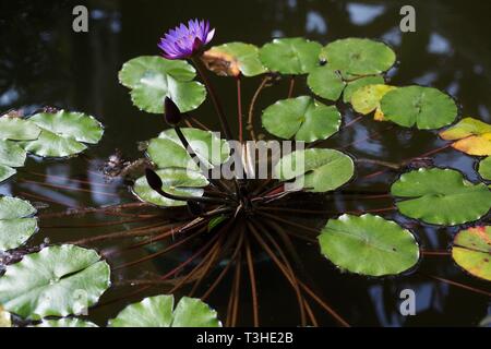 Fleur de lotus pourpre dans un étang de jardin national de Shinjuku Gyoen à Tokyo au Japon. Banque D'Images