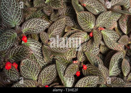 Episcia cupreata au Jardin National de Shinjuku Gyoen à Tokyo au Japon. Banque D'Images