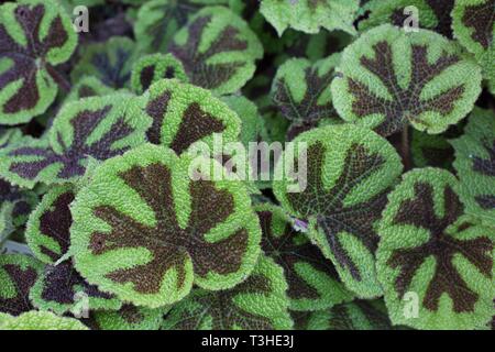 Begonia masoniana au Jardin National de Shinjuku Gyoen à Tokyo au Japon. Banque D'Images