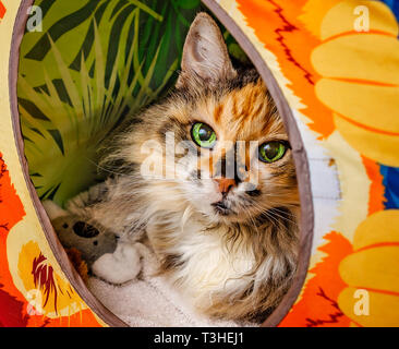 Lily, un jeune homme de 18 ans écaille, poil long chat domestique, établit dans un chat cube, 3 avril 2019, dans l'Alabama, Coden. Banque D'Images