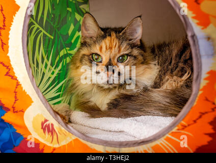 Lily, un jeune homme de 18 ans écaille, poil long chat domestique, établit dans un chat cube, 3 avril 2019, dans l'Alabama, Coden. Banque D'Images