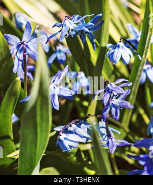 Fleurs de beauté bleu Scilla au printemps ensoleillé Banque D'Images