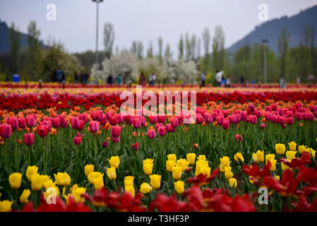 Vu les tulipes en pleine floraison au célèbre Indira Gandhi Memorial Tulip garden, de l'Asie, le plus grand jardin de tulipes de Srinagar, capitale d'été du Jammu-et-Cachemire. C'est le plus grand jardin de tulipes en Asie, répartis sur une superficie de 30 hectares. Il est situé dans la région de Siraj Bagh sur pied de gamme Zabarwan. C'est l'un des lieu d'attraction touristique à Srinagar. Banque D'Images