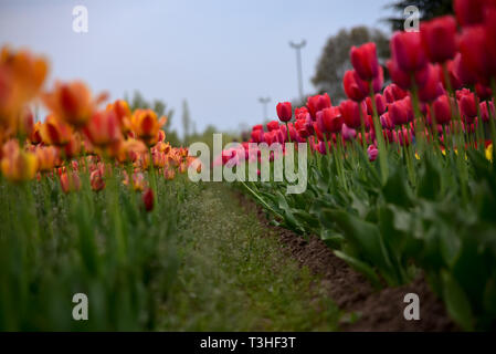 Une vue étroite de tulipes en fleurs à célèbre Indira Gandhi Memorial Tulip garden, de l'Asie, le plus grand jardin de tulipes de Srinagar, capitale d'été du Jammu-et-Cachemire. C'est le plus grand jardin de tulipes en Asie, répartis sur une superficie de 30 hectares. Il est situé dans la région de Siraj Bagh sur pied de gamme Zabarwan. C'est l'un des lieu d'attraction touristique à Srinagar. Banque D'Images