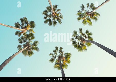 Palmiers tropicaux sur fond de ciel d'été. La tonalité de l'image. Banque D'Images