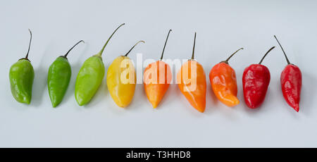 Divers genre de piments en ligne sur fond blanc. Le poivre. Chili Pepper. Banque D'Images