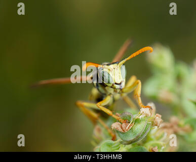 Macro portrait d'un polistes dominula guêpe sur une fleur Banque D'Images