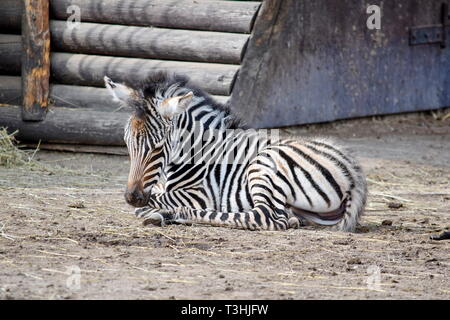 Petit bébé Chapman's Zebra Lying on Sand Banque D'Images