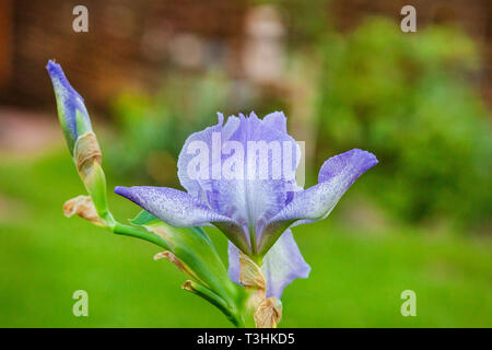 Close up of iris fleur sur fond flou. Belles fleurs violettes en été dans le jardin. Banque D'Images