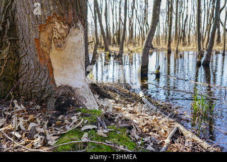 Tronc d'arbre avec des marques de dents de castor sur sunny day Banque D'Images