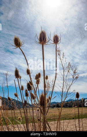 Les quenouilles, le long de la rivière Arkansas ; Vandaveer Ranch ; Salida, Colorado, USA Banque D'Images