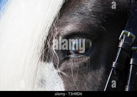 Gros plan d'une pie-irlandais à tête Gypsy cob l'œil sur une journée ensoleillée Banque D'Images