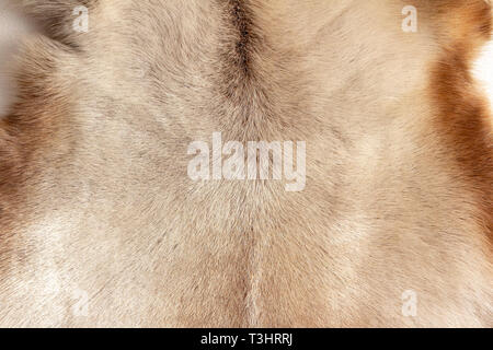 Texture de fond de fourrure de renne. Matière naturelle. Banque D'Images