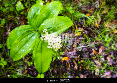 Les faux muguet (Maianthemum racemosum) fleurissent dans une forêt en baie de San Francisco, Californie Banque D'Images