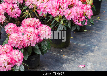 Rhododendron fleurs dans les pots en plastique en vente dans les plantes pépinière à ressort. Banque D'Images