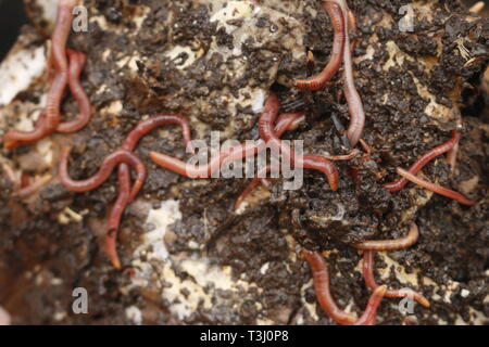 Les vers rouges dans le compost ou le fumier. Les appâts vivants pour la pêche Banque D'Images