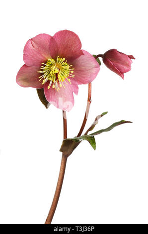 L'hellébore rouge sombre, fleurs et bourgeons blancs isolés contre le feuillage Banque D'Images