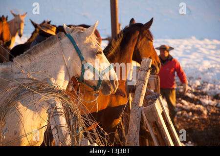 Les chevaux se sont rassemblés dans les Andes au-dessus de Mendoza, en Argentine, en préparation pour un trek à travers les montagnes jusqu'au Chili. Banque D'Images