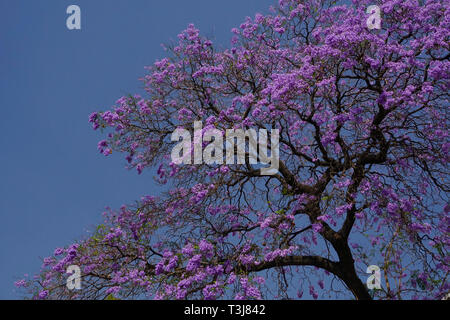 Jacaranda (BIGNONIACEAE) famille (Jacaranda mimosifolia) arbre en fleur au printemps, Colonia Roma, Mexico, Mexique Banque D'Images