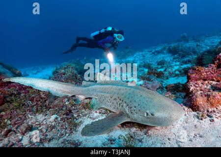 Zebra shark Diver observe (Stegostoma fasciatum), de l'Océan Indien, les Maldives Banque D'Images