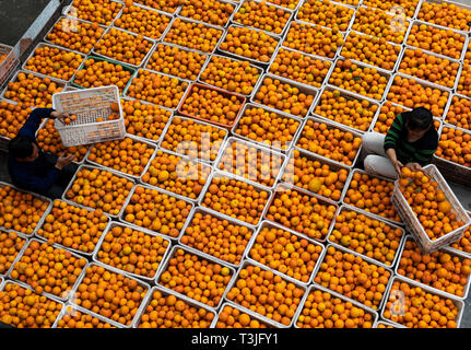 Beijing, Chine, Province de Hubei. Apr 9, 2019. Les agriculteurs de l'ordre dans les oranges navel à vendre à Guojiaba Village de Zigui, comté de la province du Hubei en Chine centrale, le 9 avril 2019. Credit : Zheng Jiayu/Xinhua/Alamy Live News Banque D'Images