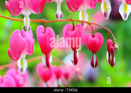 Bleeding Heart (Dicentra spectabilis, Lamprocapnos spectabilis) Banque D'Images