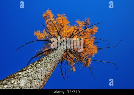 Chêne (européen), l'automne, Bavaria, Germany, Europe Banque D'Images