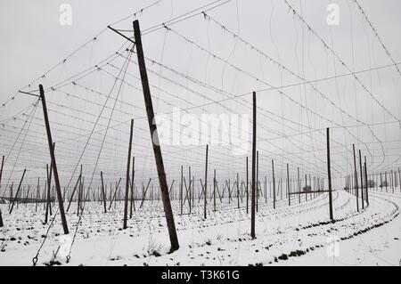 Champ de houblon, près de Hamburg dans Hallertau, Bavaria, Germany, Europe Banque D'Images