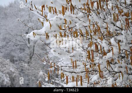 Arbuste de noisette (Corylus avellana) en hiver Banque D'Images