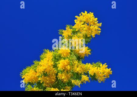 De la fleur d'acacia d'argent (Acacia dealbata) ou Faux mimosa Banque D'Images