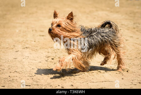 Chien Yorkshire Terrier à poil long la marche et jouer sur le sable de la plage Banque D'Images