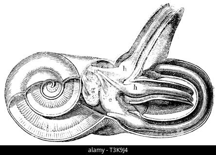 Les droits de l' : labyrinthe de l'oreille agrandie et partiellement ouverts ; g) sphérique, elliptique, e) Sac h) ampoules de l'arcades membraneuse, i) des feuilles en spirale, n) du nerf auditif, anonym Banque D'Images