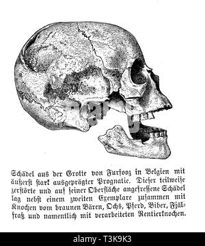 Crâne de la grotte Furfooz en Belgique avec pronostic extrêmement prononcée. Partiellement détruit ce crâne, qui avait été pris sur sa surface, avec un deuxième échantillon avec les os de l'ours brun, boeuf, cheval, castor, et surtout avec des aliments fjeld renne transformés les os., anonym Banque D'Images