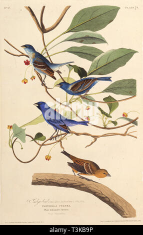 Le indigobirds. À partir de 'Les oiseaux d'Amérique", 1827-1838. Organisateur : Audubon, John James (1785-1851). Banque D'Images