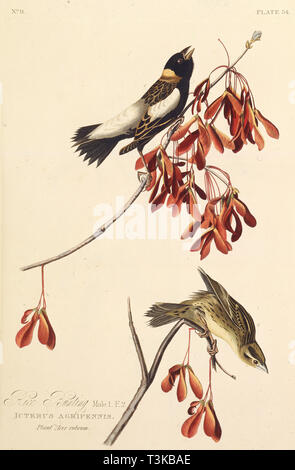 L'Ricebird. À partir de 'Les oiseaux d'Amérique", 1827-1838. Organisateur : Audubon, John James (1785-1851). Banque D'Images