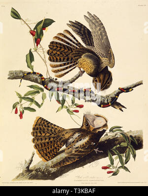 L'Engoulevent de Caroline. À partir de 'Les oiseaux d'Amérique", 1827-1838. Organisateur : Audubon, John James (1785-1851). Banque D'Images