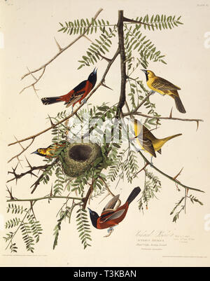 L'Oriole des vergers. À partir de 'Les oiseaux d'Amérique", 1827-1838. Organisateur : Audubon, John James (1785-1851). Banque D'Images