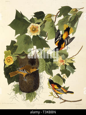 L'oriole de Baltimore. À partir de 'Les oiseaux d'Amérique", 1827-1838. Organisateur : Audubon, John James (1785-1851). Banque D'Images