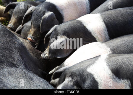 Le noir et blanc Wessex saddleback porcelets Banque D'Images