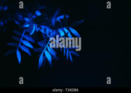 Direction générale de la gracieuse avec des feuilles de lumière bleue sur fond noir Banque D'Images