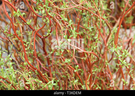 Branches de saule (salix caroliniana) avec de jeunes pousses, décoration de Pâques, messager du printemps et de la période de Pâques. Banque D'Images