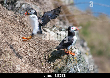 Paire de macareux sur l'île de Skomer Wales UK Banque D'Images