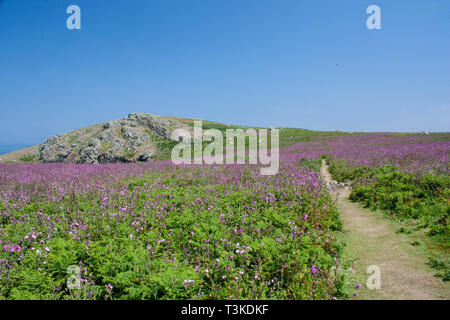 L'île de Skomer Galles Pembrokeshire Banque D'Images