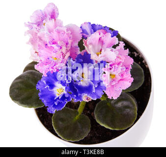 Close up of belle duocolor hybrid saintpaulia rose et bleu (Les violettes africaines) fleur avec contour ondulé dans le pot. Banque D'Images