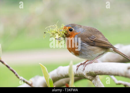 Erithacus rubecula aux abords. Robin avec le matériel du nid dans son bec dans un jardin anglais Banque D'Images