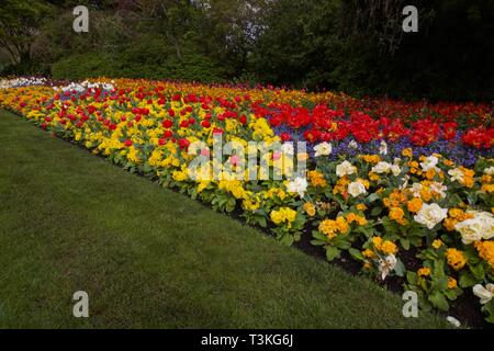 Parterre montrant belle assortiment de plantes à fleurs Banque D'Images